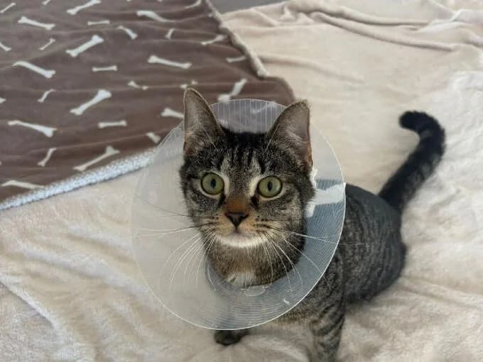 Simba, Braun getigert male mixed breed for adoption at Tierheim Lippstadt, Lippstadt