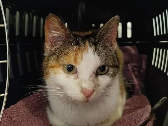 Katharina, tricolor female European Shorthair for adoption at Tierheim Lippstadt, Lippstadt