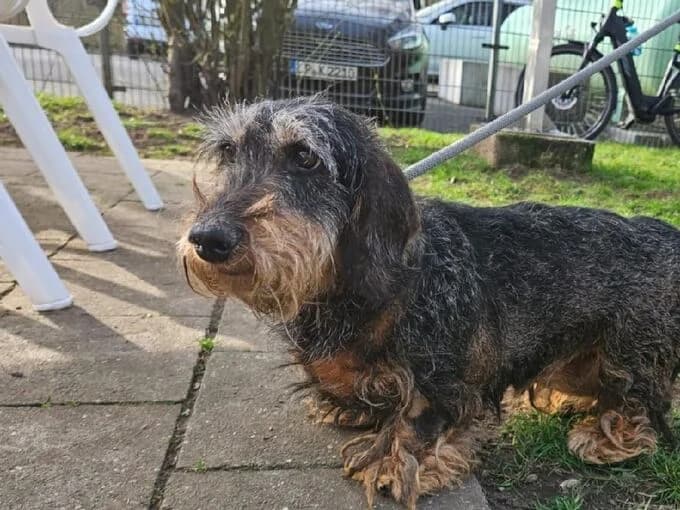 Hedwig, grau braun female Dachshund for adoption at Tierheim Lippstadt, Lippstadt