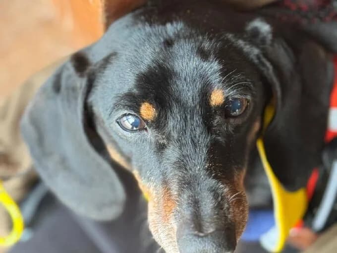 Ludwig, schwarz, braune Abzeichen male Dachshund for adoption at Tierheim Lippstadt, Lippstadt