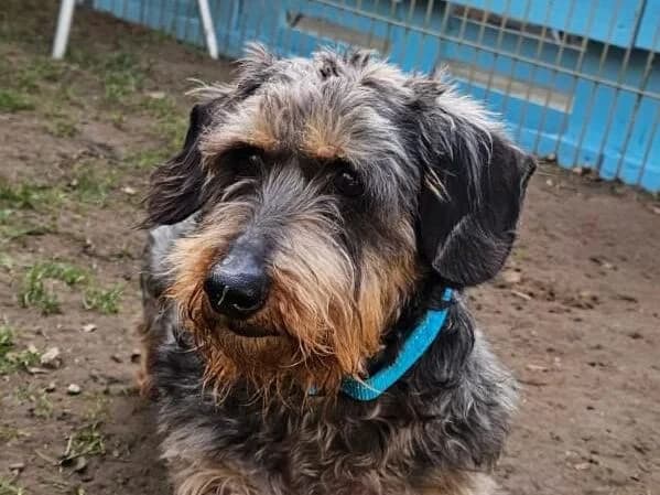 Lieselotte, Saufarben female Dachshund for adoption at Tierheim Lippstadt, Lippstadt