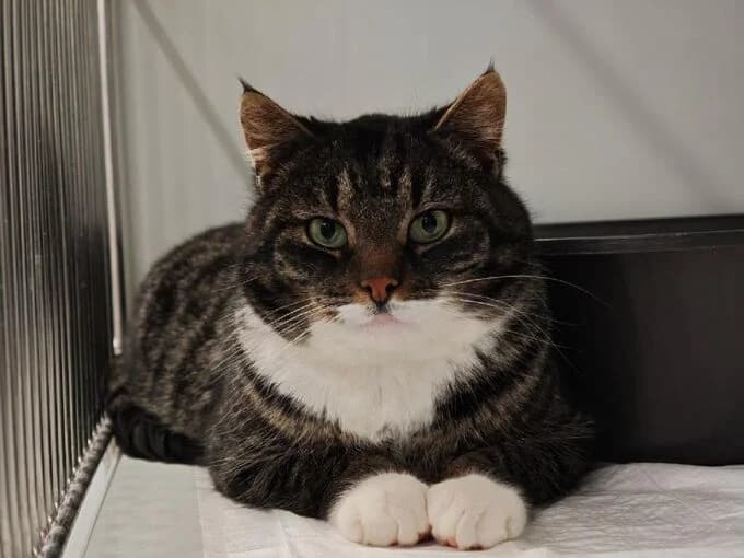 Ray, Grau getigert, weiße Abzeichen male mixed breed for adoption at Tierheim Lippstadt, Lippstadt