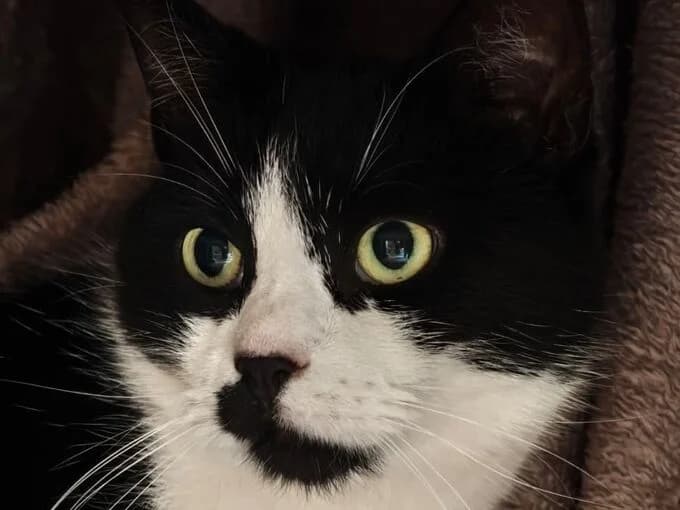 Baby, schwarz weiß female mixed breed for adoption at Tierheim Lippstadt, Lippstadt