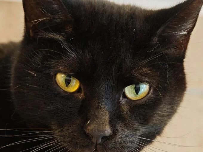 Samu, schwarz male European Shorthair for adoption at Tierheim Lippstadt, Lippstadt