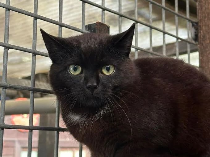 Shorty, schwarz male mixed breed for adoption at Tierheim Lippstadt, Lippstadt