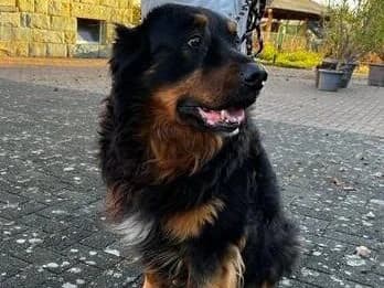 Oskar, Schwarz, braune Abzeichen male Labrador Retriever for adoption at Tierheim Lippstadt, Lippstadt