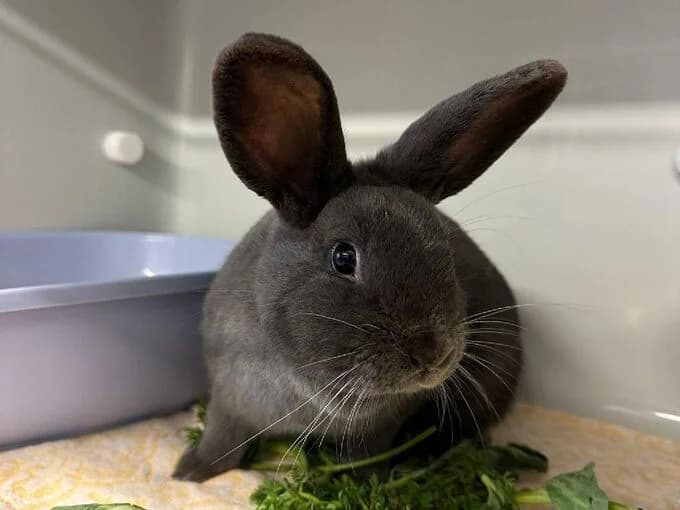 Stulle, Dunkelgrau female mixed breed for adoption at Tierheim Lippstadt, Lippstadt