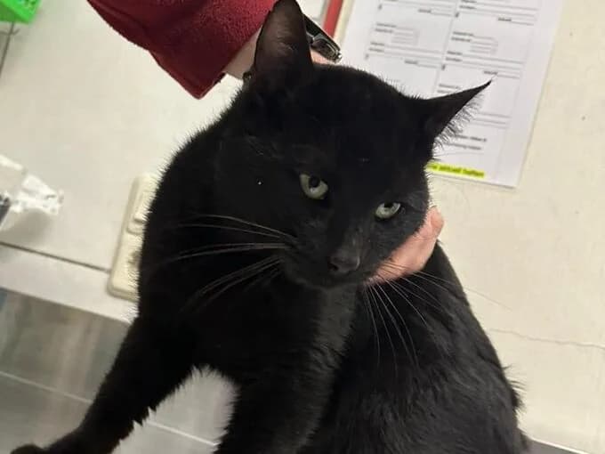 Entei, Schwarz male mixed breed for adoption at Tierheim Lippstadt, Lippstadt