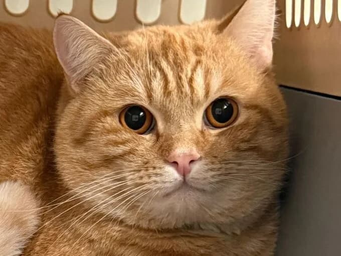 Tommy, rot-getigert male European Shorthair for adoption at Tierheim Lippstadt, Lippstadt