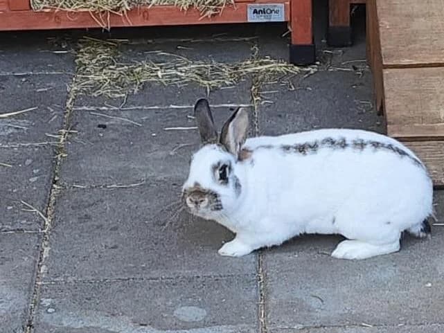 Yuki, male mixed breed for adoption at Lippstadt