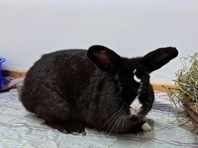 Roger, Schwarz, weiße Abzeichen male mixed breed for adoption at Tierheim Lippstadt, Lippstadt