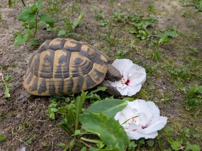 Krötus, male mixed breed for adoption at Lippstadt