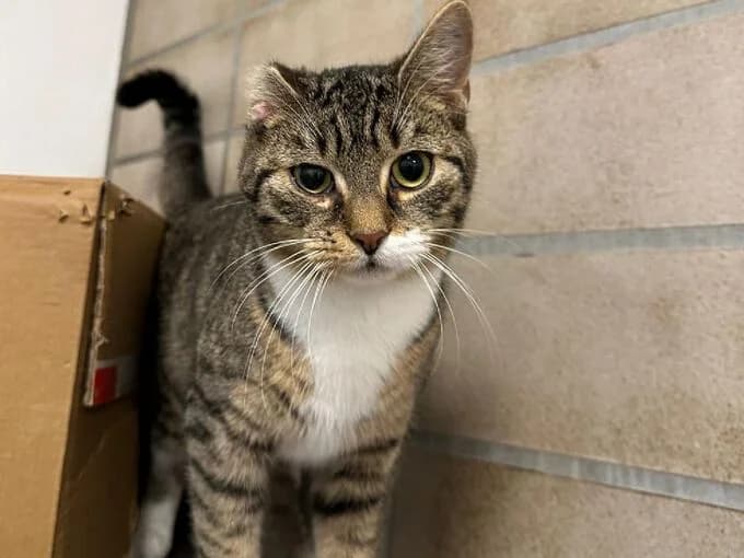 Finda, Braun getigert female mixed breed for adoption at Tierheim Lippstadt, Lippstadt