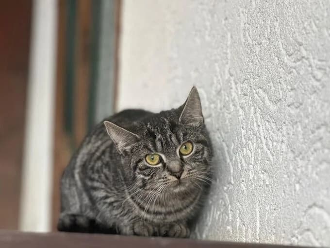 Kohlrabi (& Avocado), Braun getigert female mixed breed for adoption at Tierheim Lippstadt, Lippstadt