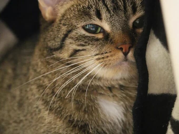 Nugget (& Hektor), Braun-grau getigert female mixed breed for adoption at Tierheim Lippstadt, Lippstadt