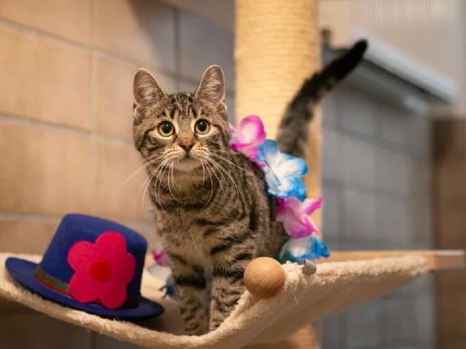 Lona, grau getigert female mixed breed for adoption at Tierheim Lippstadt, Lippstadt