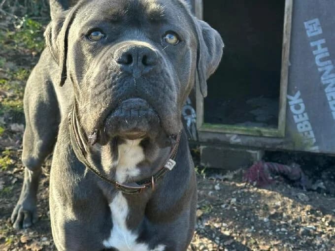 Blue, grau/weiss male young Cane Corso for adoption at Tierheim Lippstadt, Lippstadt