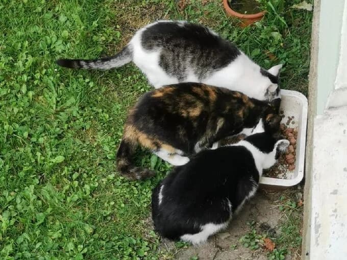 Unsere Hofkatzen, mixed breed for adoption at Lippstadt