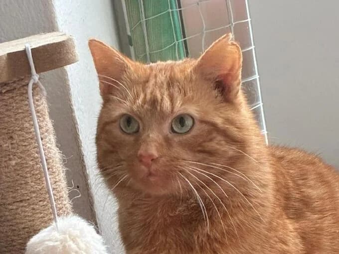 Hektor (& Nugget), rot getigert male mixed breed for adoption at Tierheim Lippstadt, Lippstadt