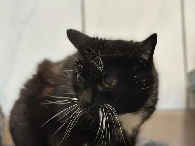 Erna, schwarz mit weißem Brustfleck female mixed breed for adoption at Tierheim Lippstadt, Lippstadt