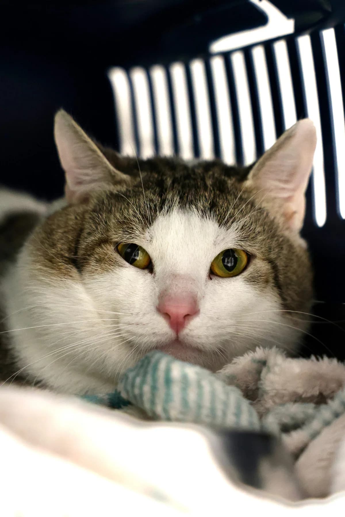 Horus, getigert male 3yo European Shorthair for adoption at Tierheim Lohr am Main, Lohr am Main