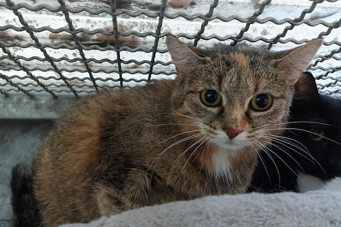 Alana, female young mixed breed for adoption at Tierheim Ludwigsburg, Ludwigsburg