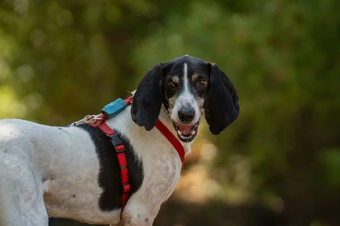 Alex, male 5yo mixed breed for adoption at Tierheim Ludwigsburg, Ludwigsburg