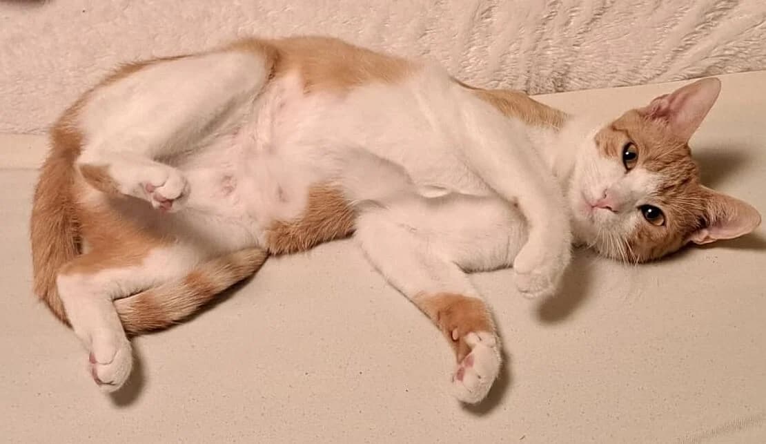 Amber, female puppy European Shorthair for adoption at Tierheim Ludwigsburg, Ludwigsburg