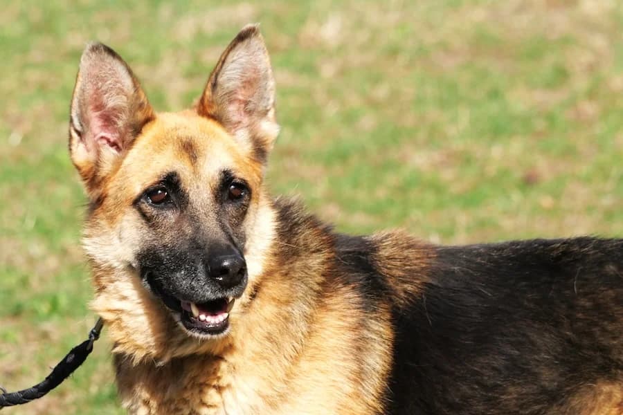 Amelie, female senior German Shepherd for adoption at Tierheim Ludwigsburg, Ludwigsburg
