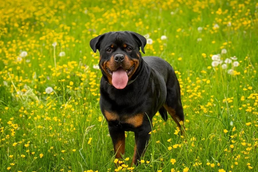 Apollo, male young Rottweiler for adoption at Tierheim Ludwigsburg, Ludwigsburg