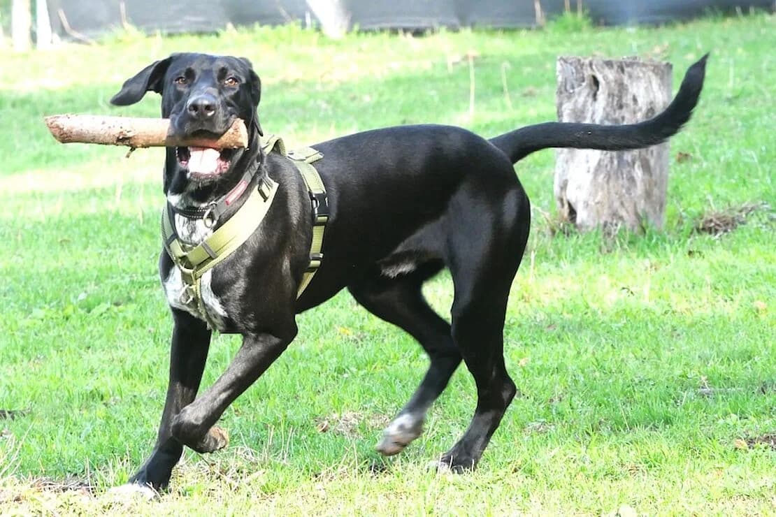Aris, male puppy Mixed Breed for adoption at Tierheim Ludwigsburg, Ludwigsburg