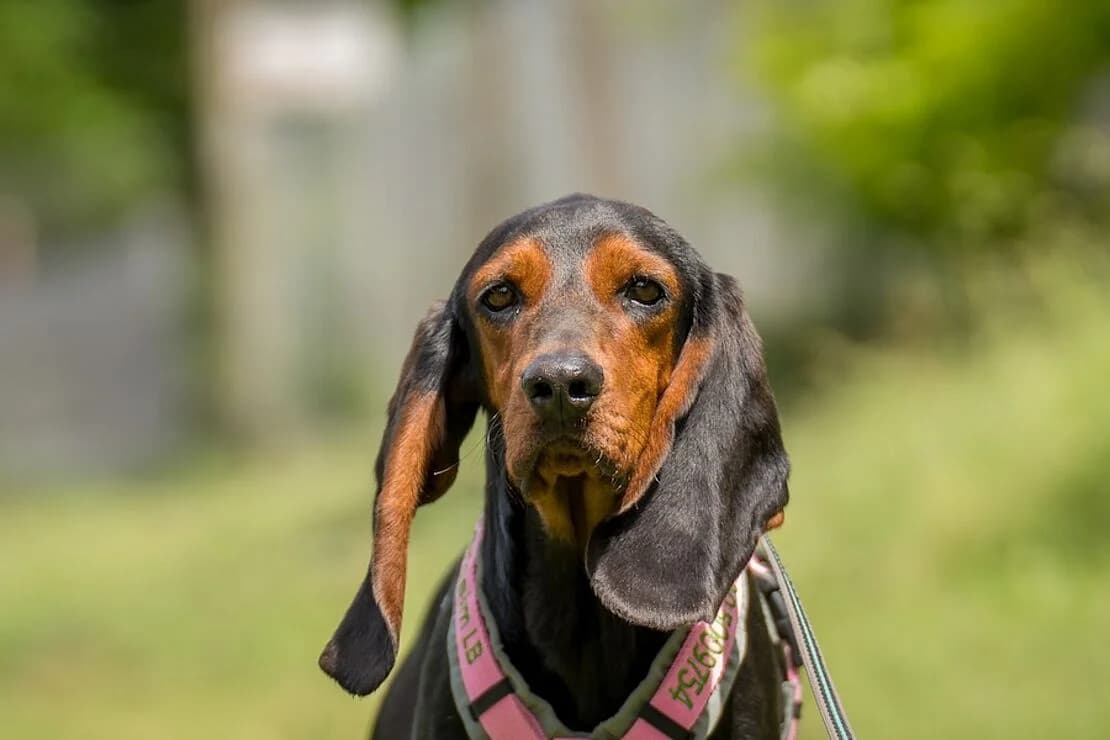 Atticus, male young mixed breed for adoption at Tierheim Ludwigsburg, Ludwigsburg