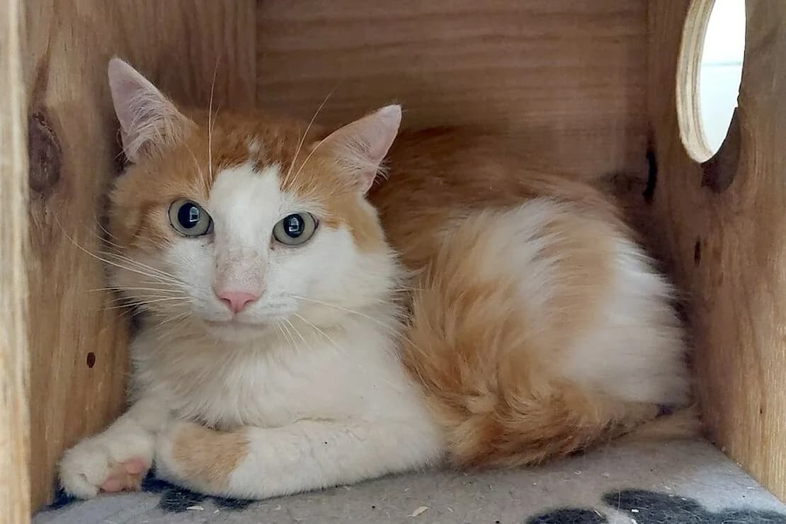 Azra, female young mixed breed for adoption at Tierheim Ludwigsburg, Ludwigsburg