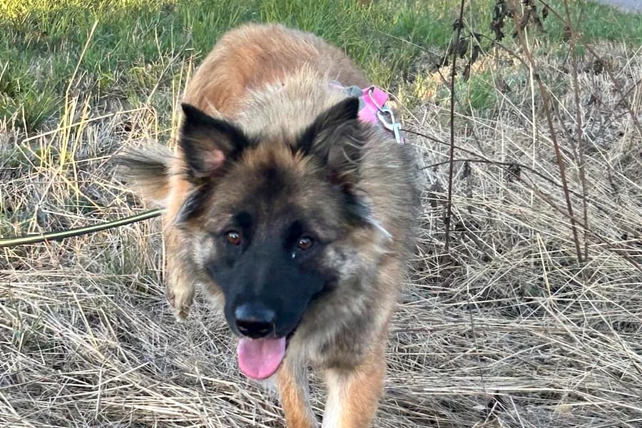 Bambi, female young Belgian Tervuren for adoption at Tierheim Ludwigsburg, Ludwigsburg