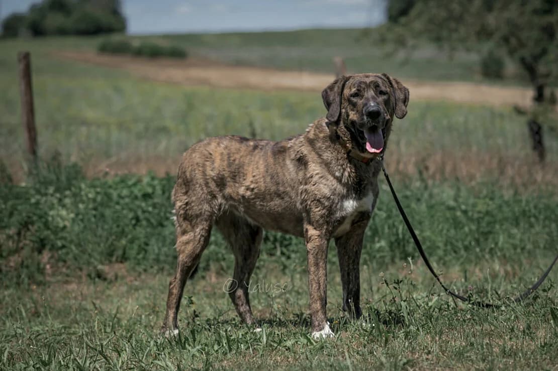 Bella (Profi,HSH, Sonderfelle), male 7yo Mixed Breed for adoption at Tierheim Ludwigsburg, Ludwigsburg