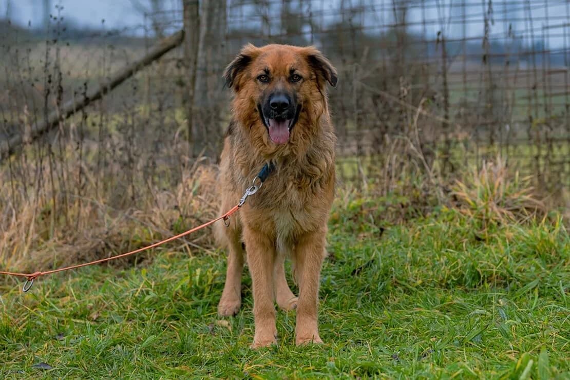 Marlo, female senior German Shepherd for adoption at Tierheim Ludwigsburg, Ludwigsburg