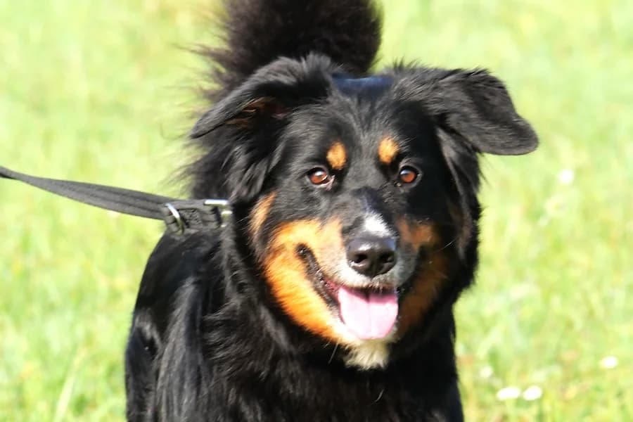 Blina, female 5yo Mixed Breed for adoption at Tierheim Ludwigsburg, Ludwigsburg