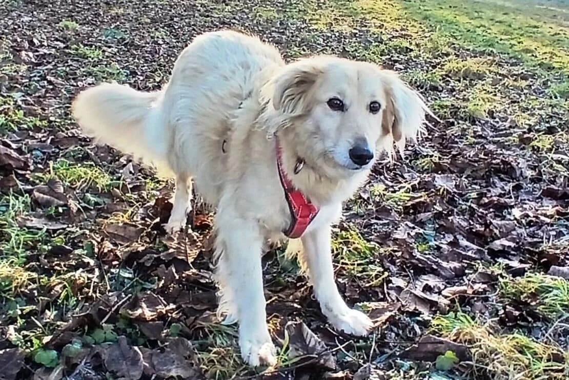 Branca, female 3yo Mixed Breed for adoption at Tierheim Ludwigsburg, Ludwigsburg