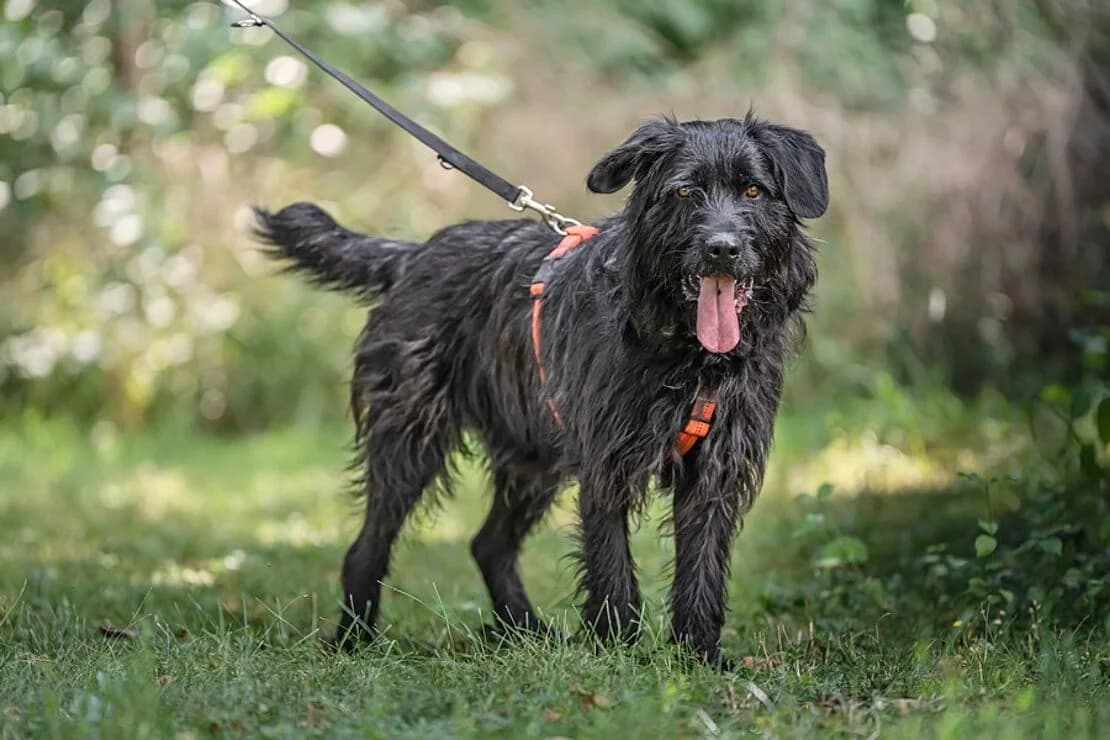 Brian (Hütehund), male 4yo Mixed Breed for adoption at Tierheim Ludwigsburg, Ludwigsburg