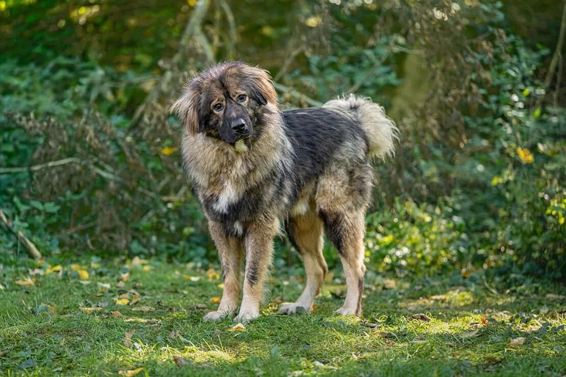 Bully, male mixed breed for adoption at Tierheim Ludwigsburg, Ludwigsburg
