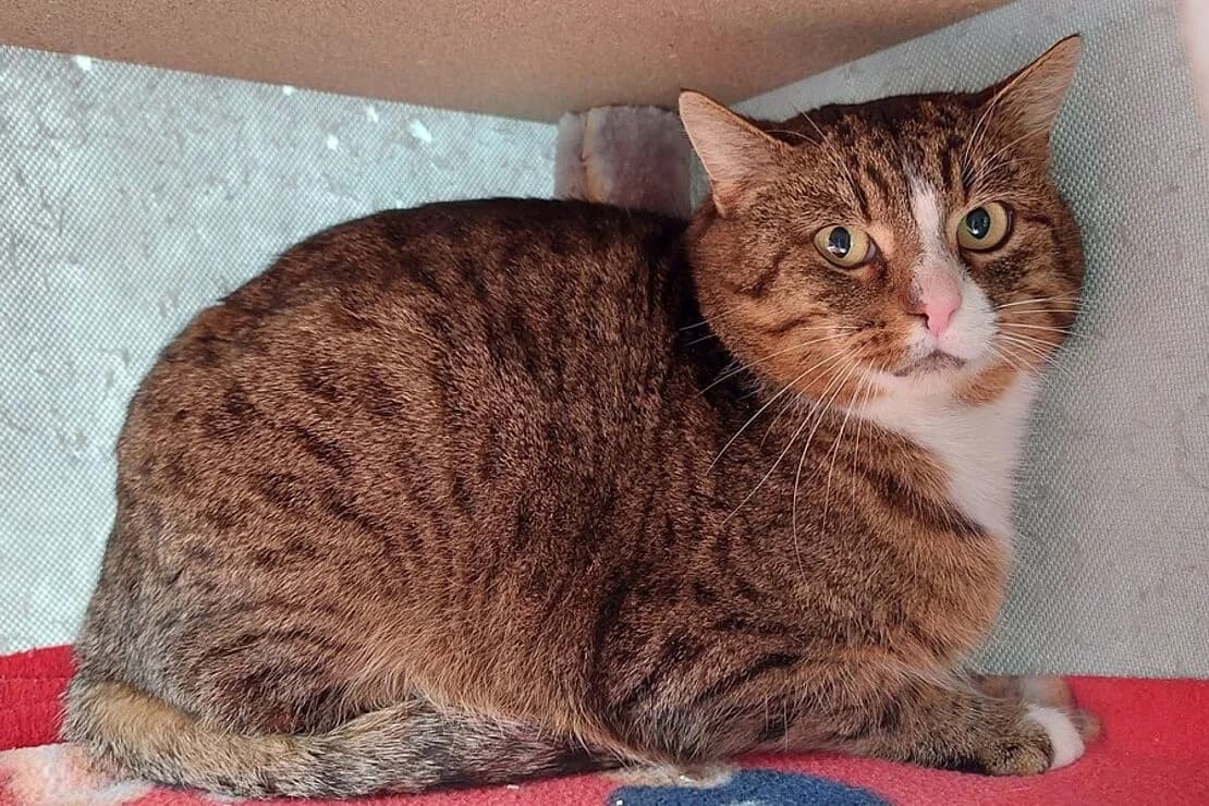 Caleb, male Mixed Breed for adoption at Tierheim Ludwigsburg, Ludwigsburg