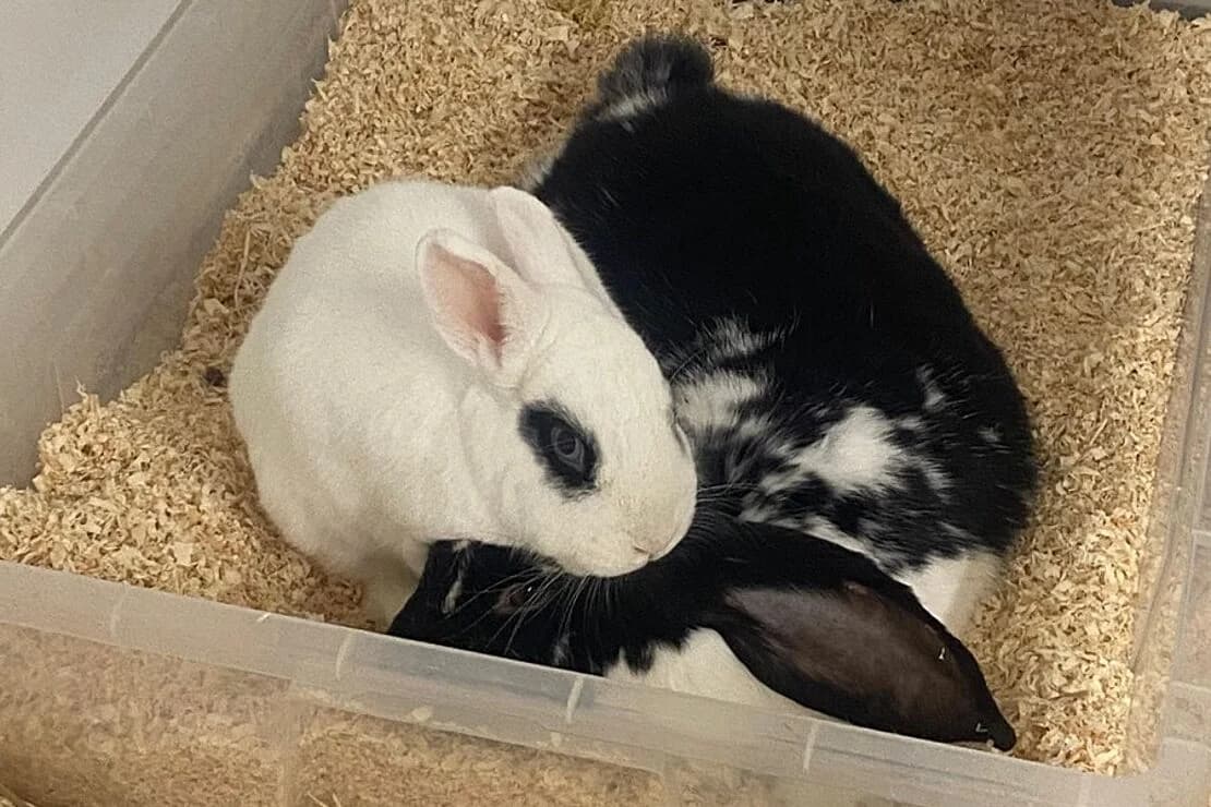 Captain und Bandit, male Mixed Breed for adoption at Tierheim Ludwigsburg, Ludwigsburg