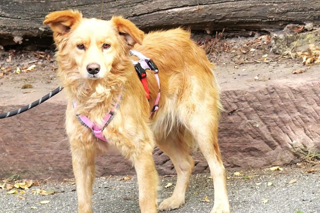 Chester, male mixed breed for adoption at Tierheim Ludwigsburg, Ludwigsburg
