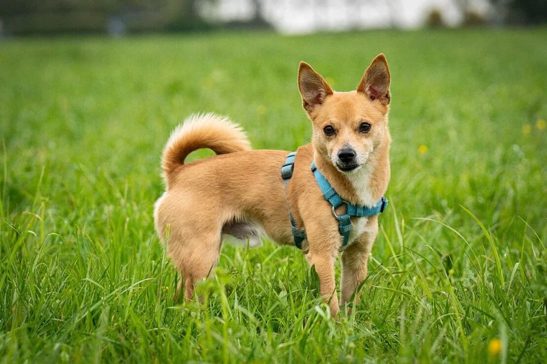 Chicco_Chihuahua, male Mixed Breed for adoption at Tierheim Ludwigsburg, Ludwigsburg