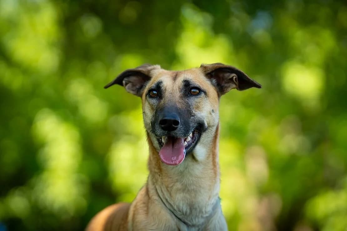 Cleo, female young Belgian Malinois for adoption at Tierheim Ludwigsburg, Ludwigsburg