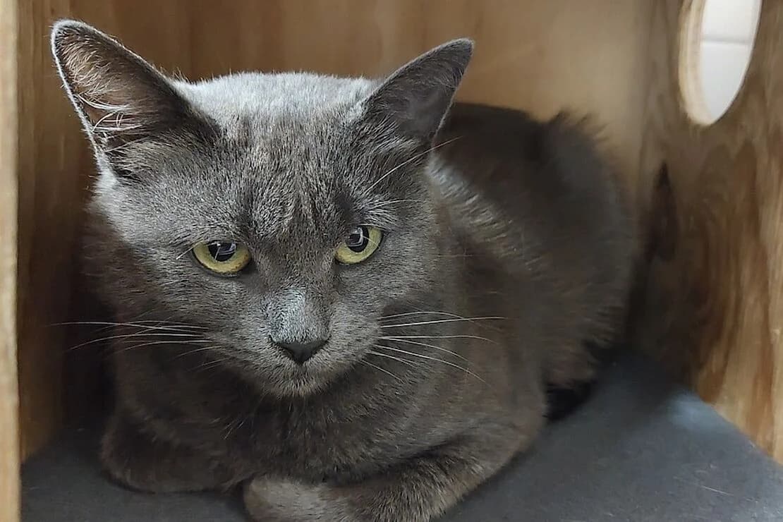 Deniz, female mixed breed for adoption at Tierheim Ludwigsburg, Ludwigsburg