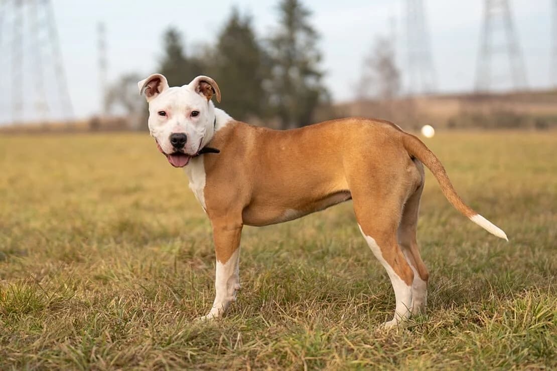 Fina, female young American Staffordshire Terrier for adoption at Tierheim Ludwigsburg, Ludwigsburg