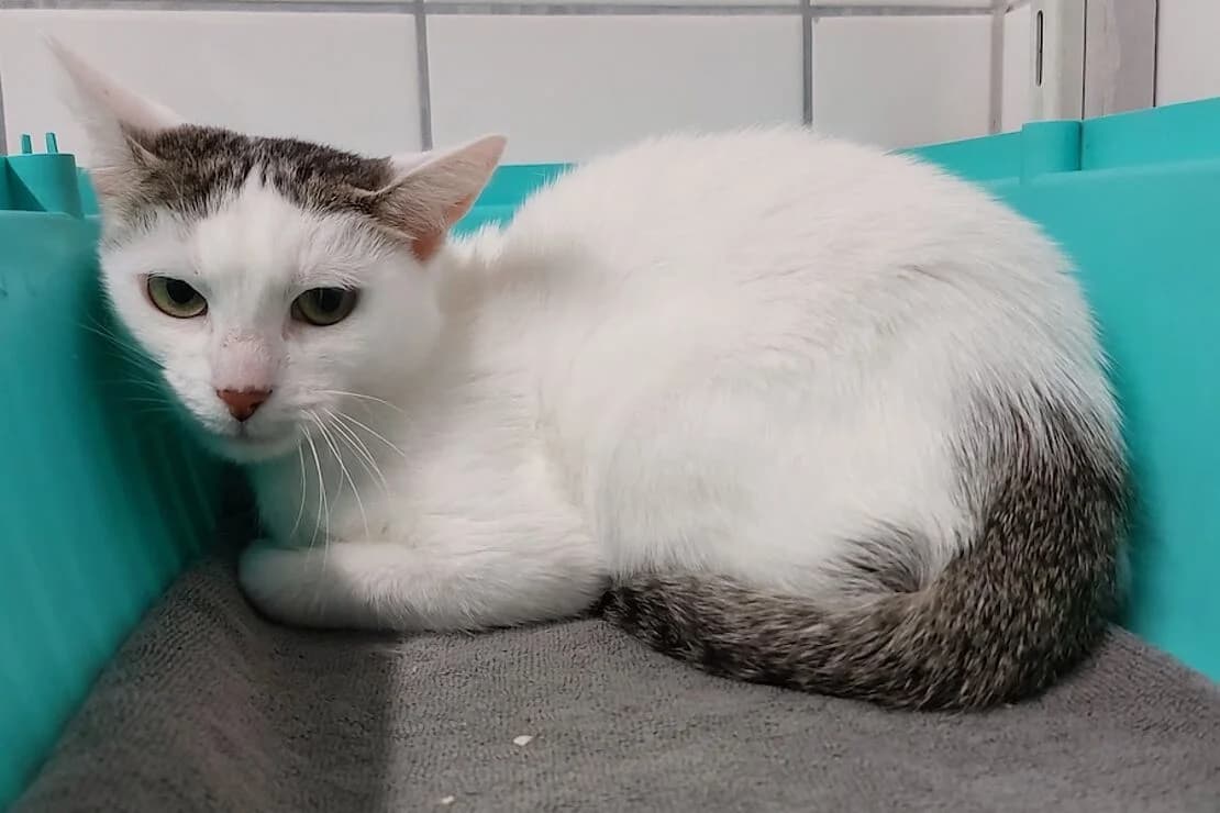 Fiona, female mixed breed for adoption at Tierheim Ludwigsburg, Ludwigsburg