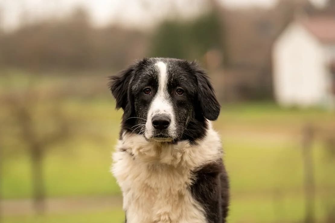 Flopi, male young Mixed Breed for adoption at Tierheim Ludwigsburg, Ludwigsburg