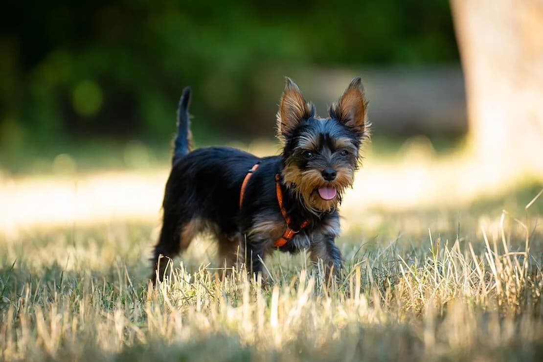 Freddy, male puppy Yorkshire Terrier for adoption at Tierheim Ludwigsburg, Ludwigsburg